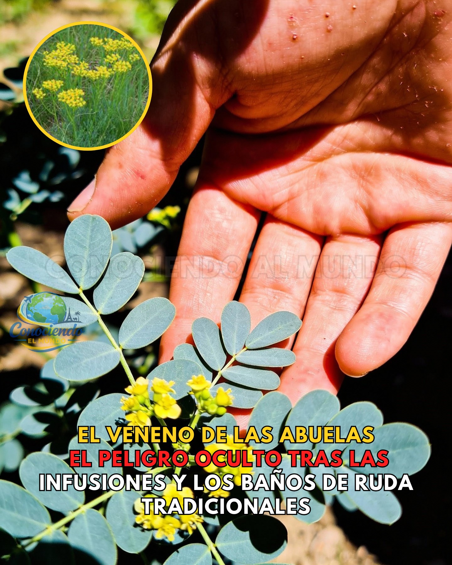 Conociendo - ¡EL RITUAL QUE QUEMA! Por qué la combinación de ruda y sol ...