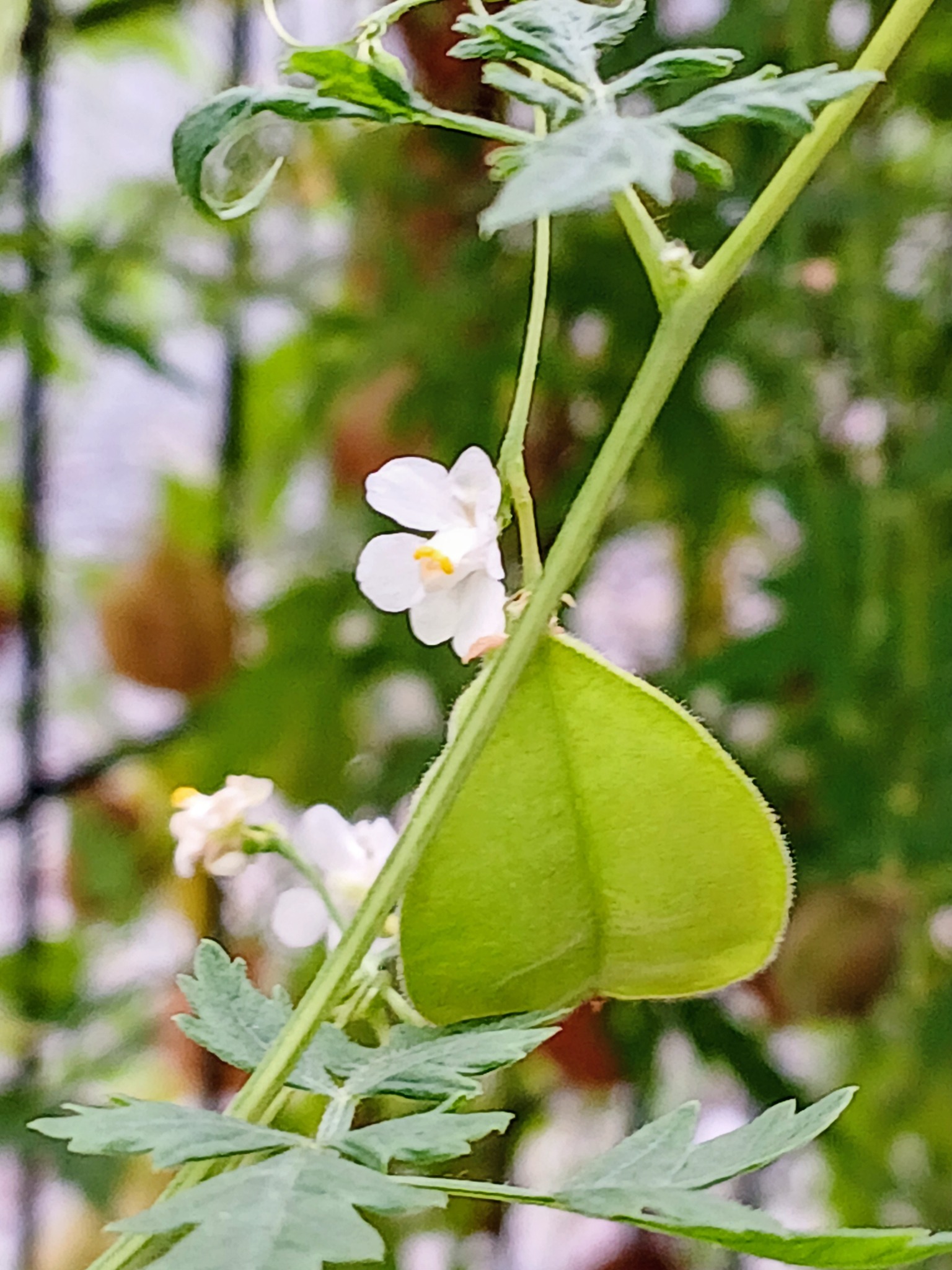 フウセンカズラ 花 言葉