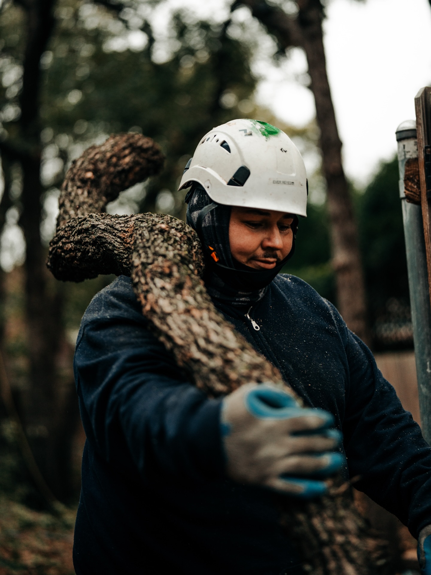 SP Tree Service | Grand Prairie TX