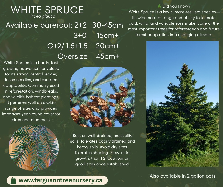 Ferguson - 🌲 Species Spotlight: White Spruce 🌲 A cornerstone of ...