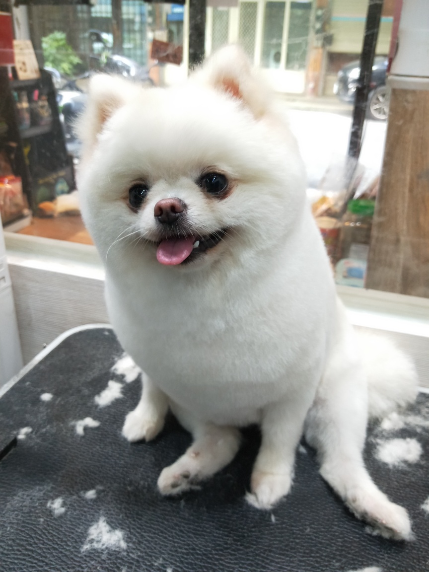 白博美 妹妹 狐狸 麻吉 華勛當地客人 拍手👏... - 時尚熱狗寵物美容 fashion hot dog 中壢區 | Facebook