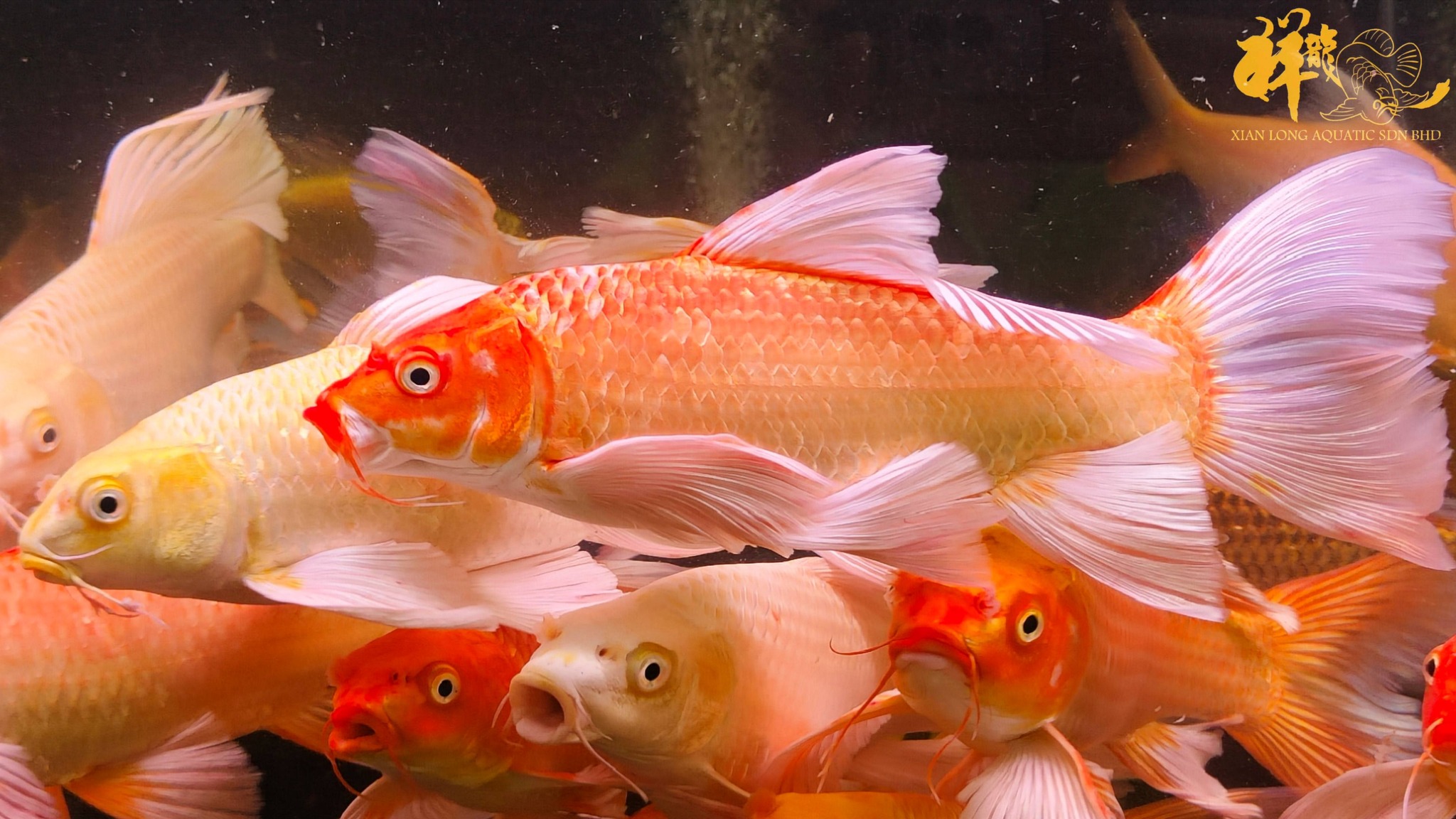 鯉5 Xian Long Aquatic added a new photo — - Xian Long Aquatic