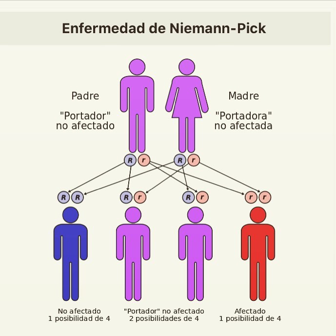 cual-es-el-asociaci-n-asmd-espa-a-niemann-pick-b-facebook