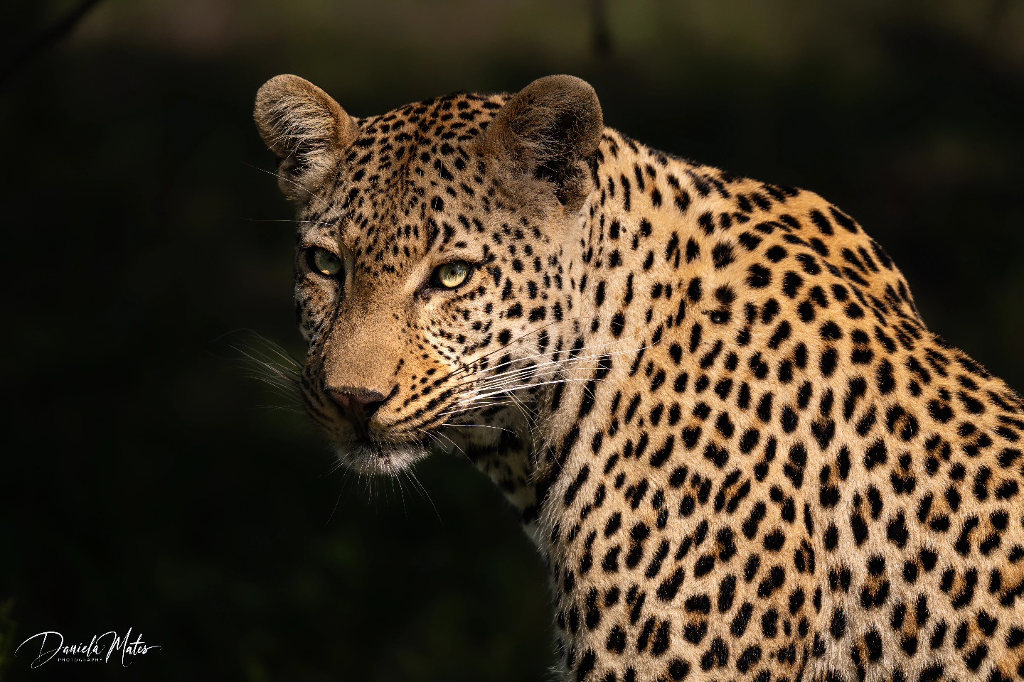 nhenhe-male-leopard
