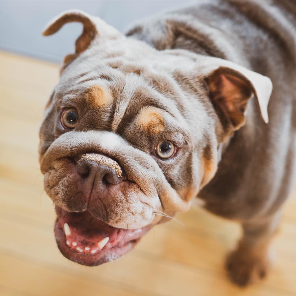 We are excited to announce our... - Beautiful Bougie Bulldogs