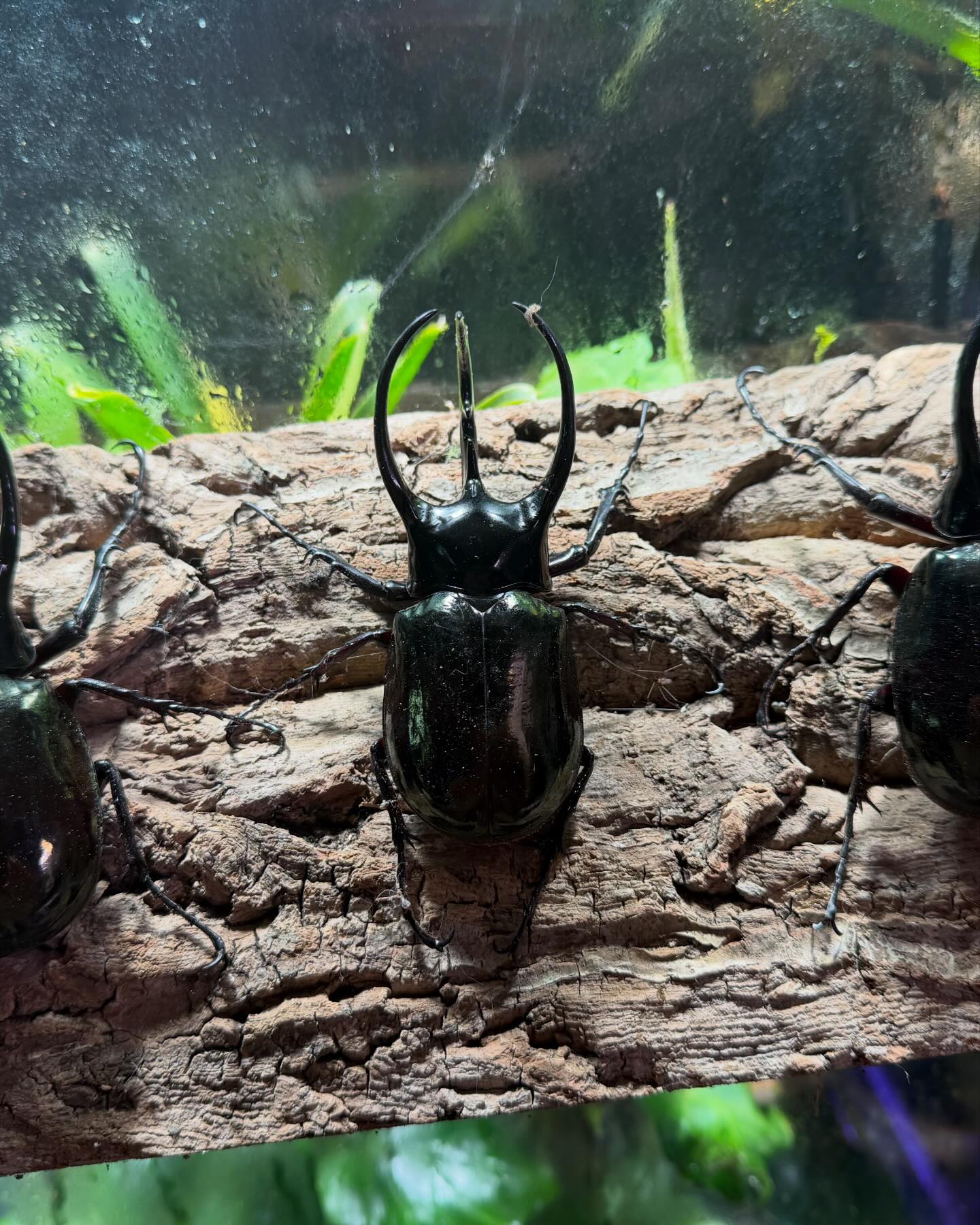 Royal Beetle | Kuala Lumpur