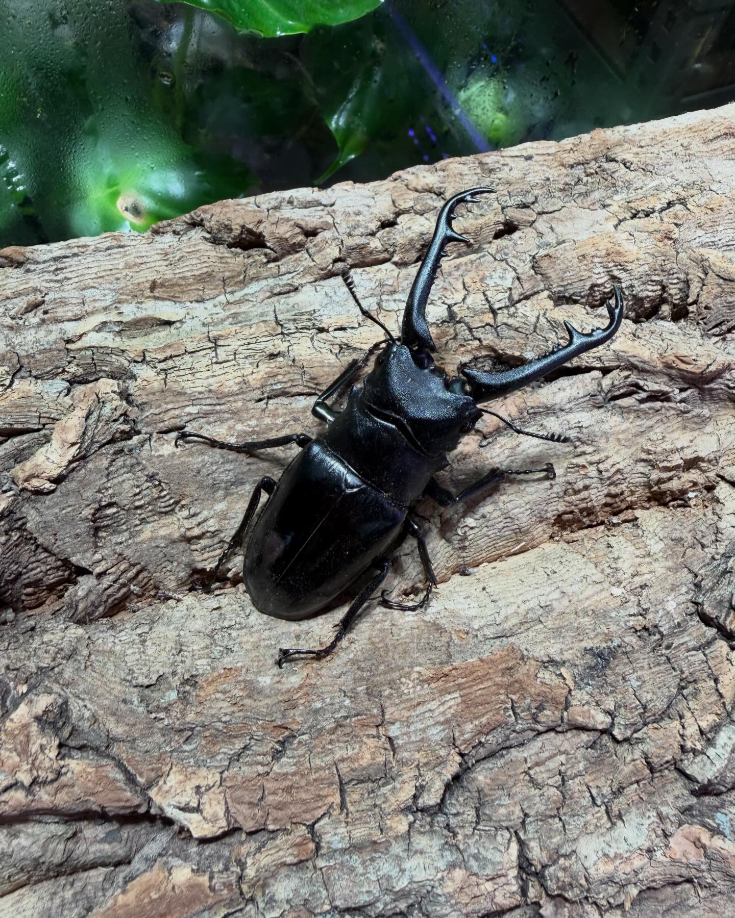 Royal Beetle | Kuala Lumpur