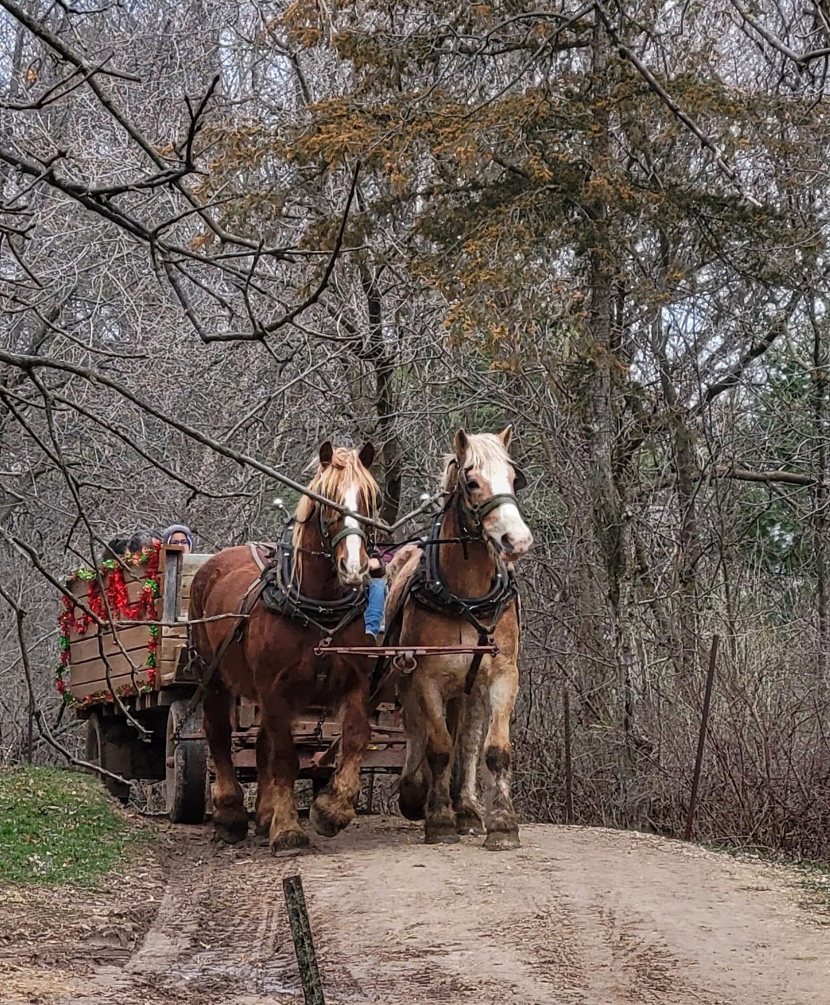 Red Ridge Ranch Riding Stable | Mauston WI