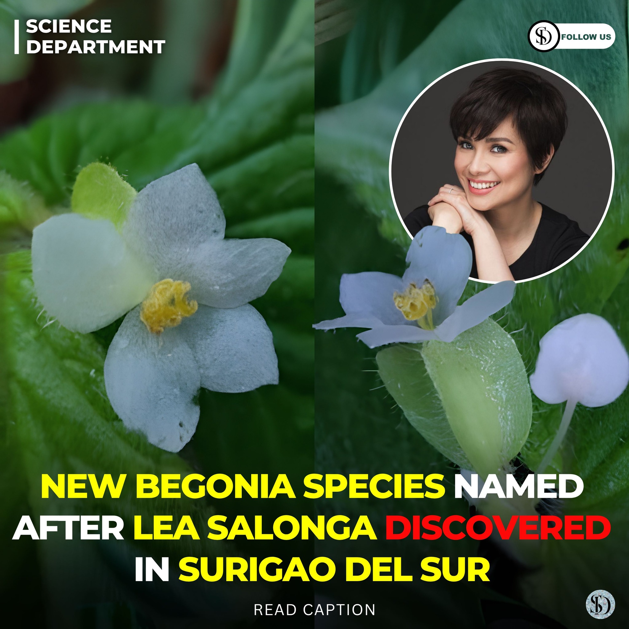 Newly discovered Cryptocoryne paglaterasiana species in Philippines