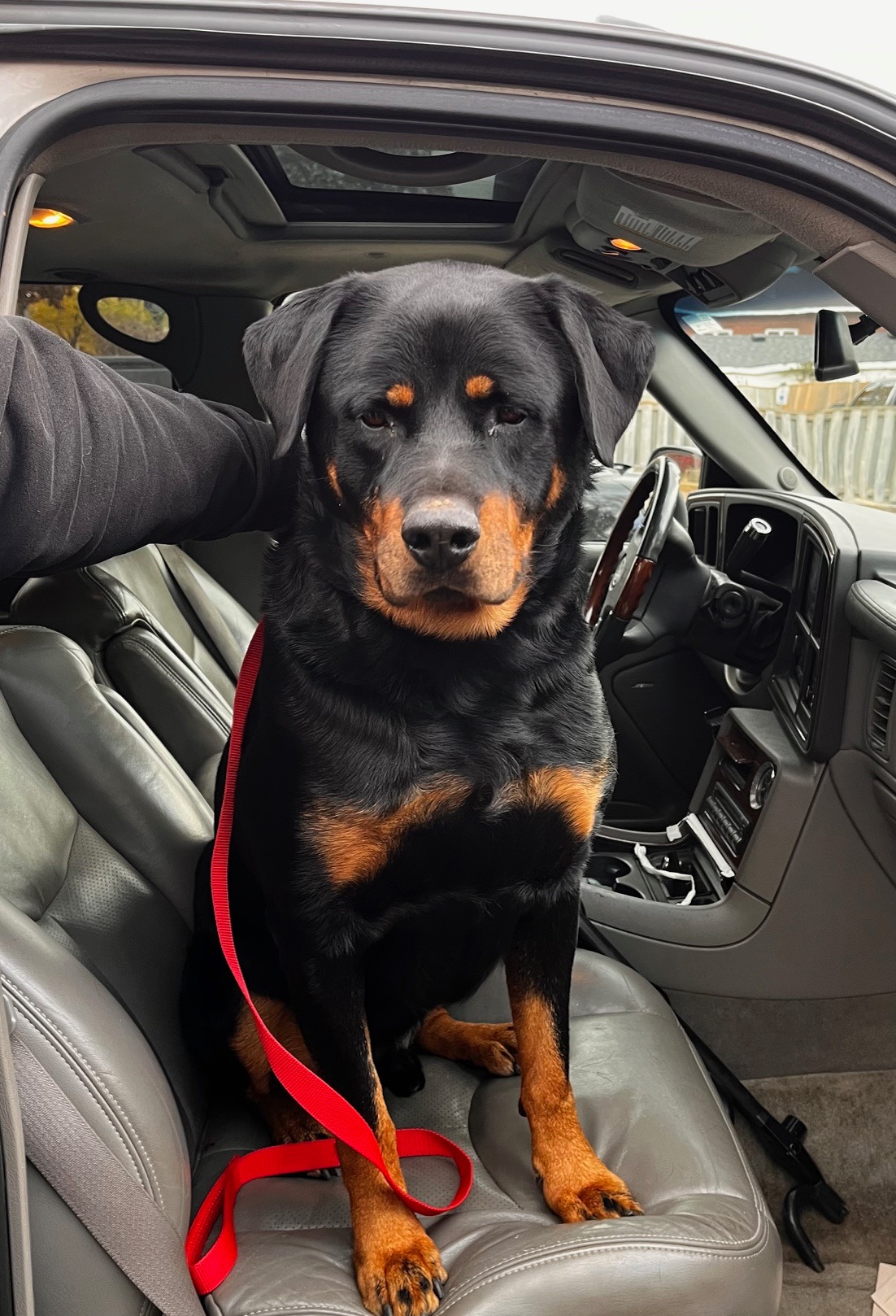 Fairmont - PLEASE SHARE!! There's a stray Rottweiler thats been found ...