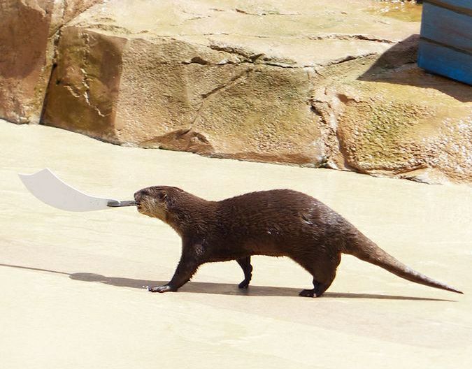 In Otter News - An Otter with a cutlass. Your argument is...