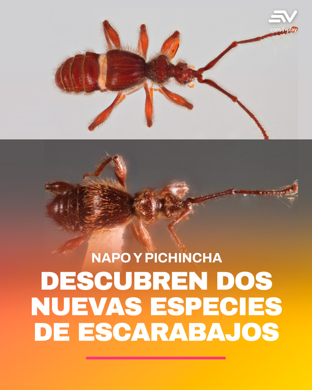 Ecuavisa - Los investigadores de la Pontificia Universidad Católica del ...
