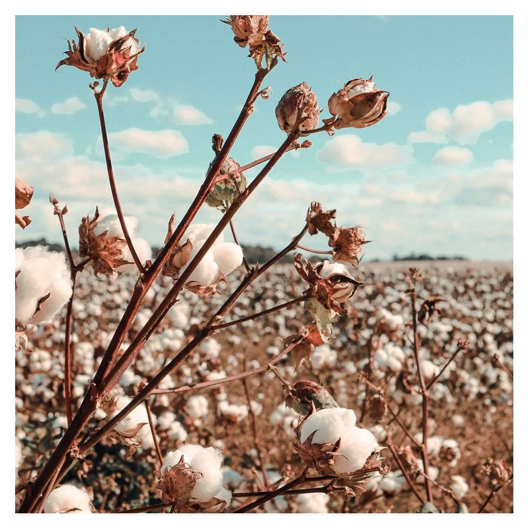 A DOT - The journey of cotton fabric starts from the...