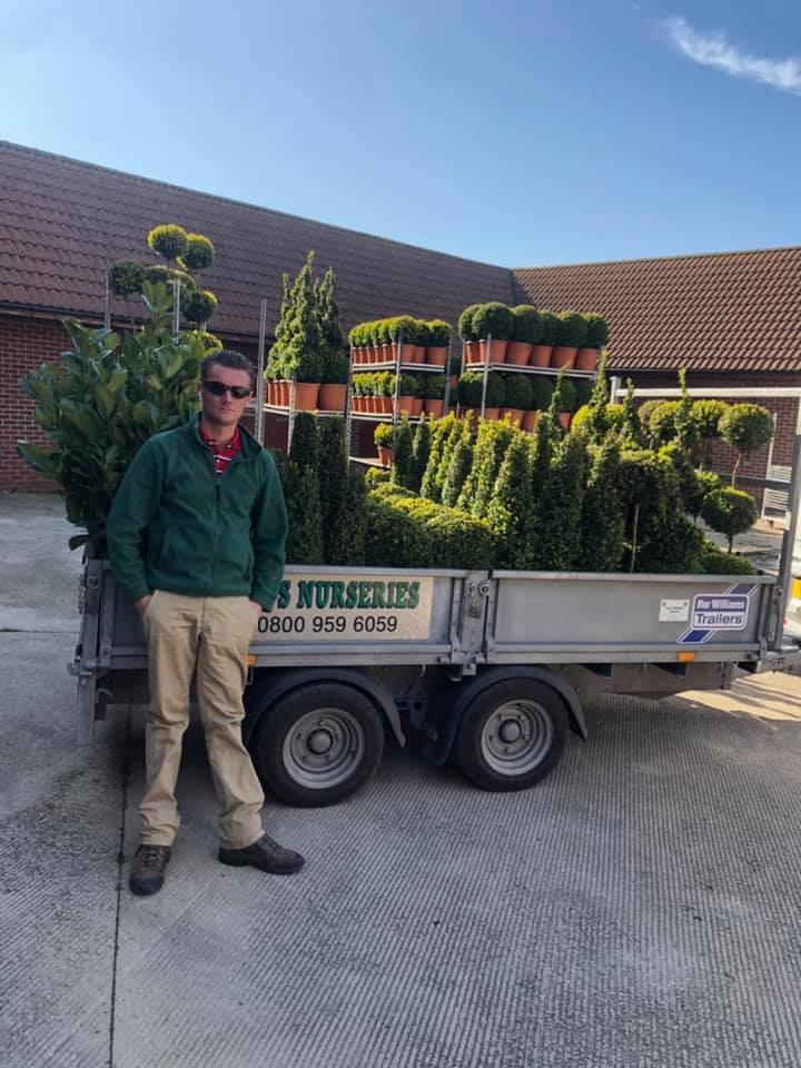 ‼️BOX TREES DELIVERIES ‼️ Free 🚚... - Box trees deliveries