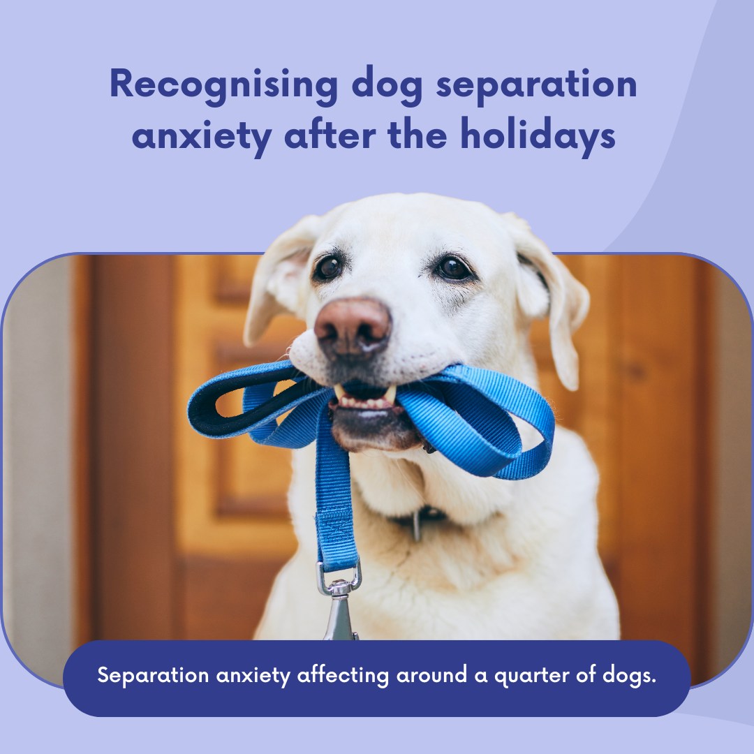 Illustration of Separation Anxiety In Dogs Constant Whining