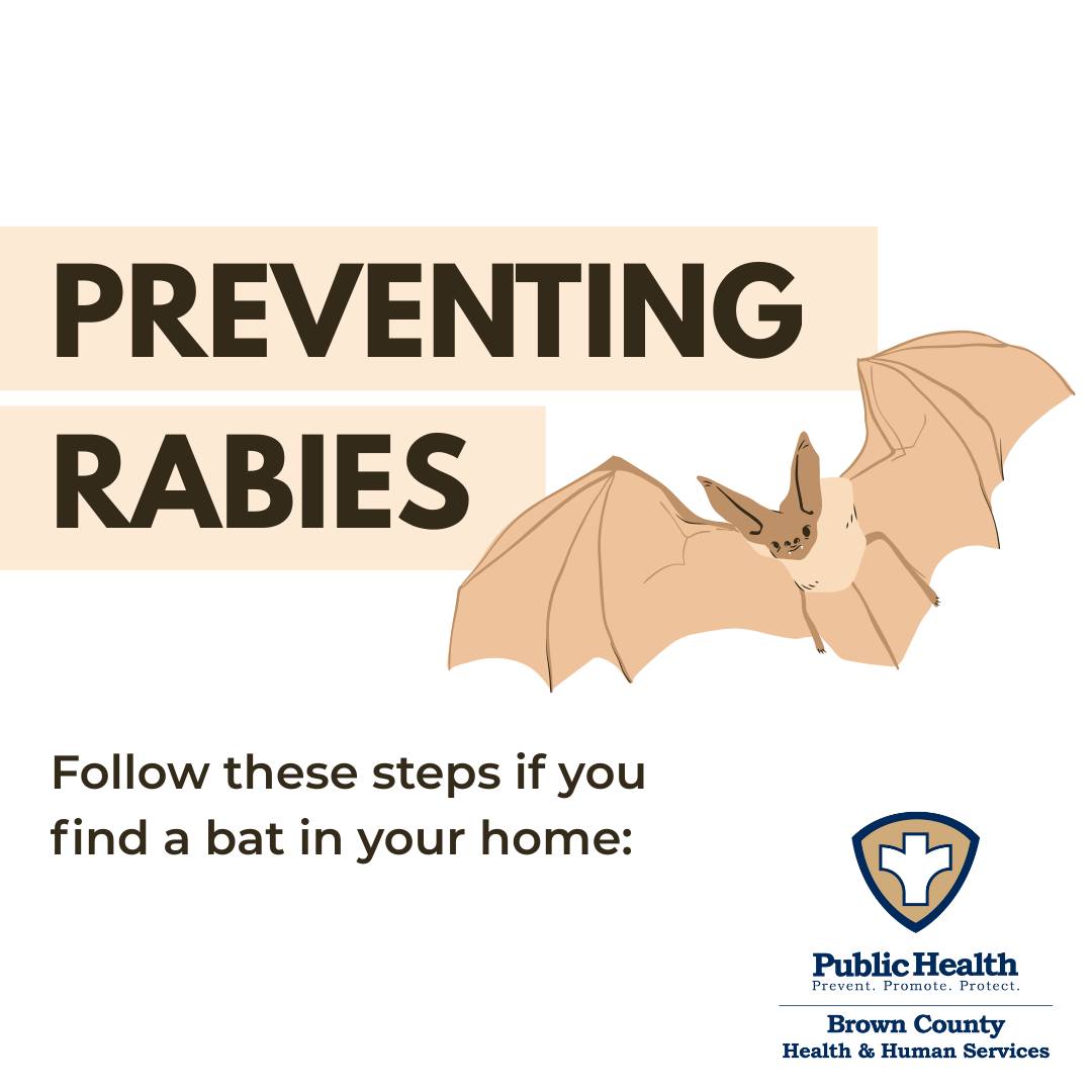 🦇🏠They might be in your... - Brown County Public Health | Facebook