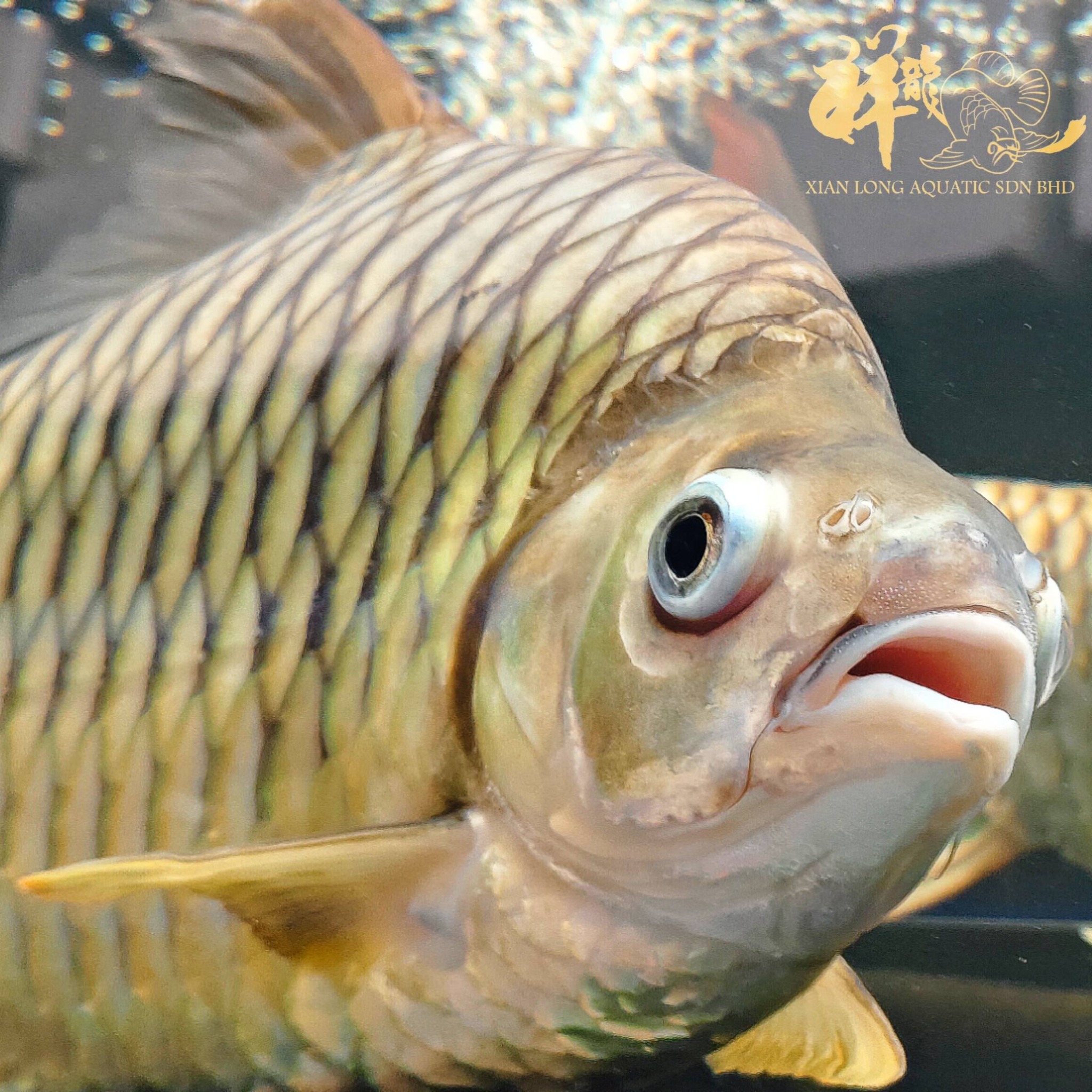 鯉5 Xian Long Aquatic added a new photo — - Xian Long Aquatic
