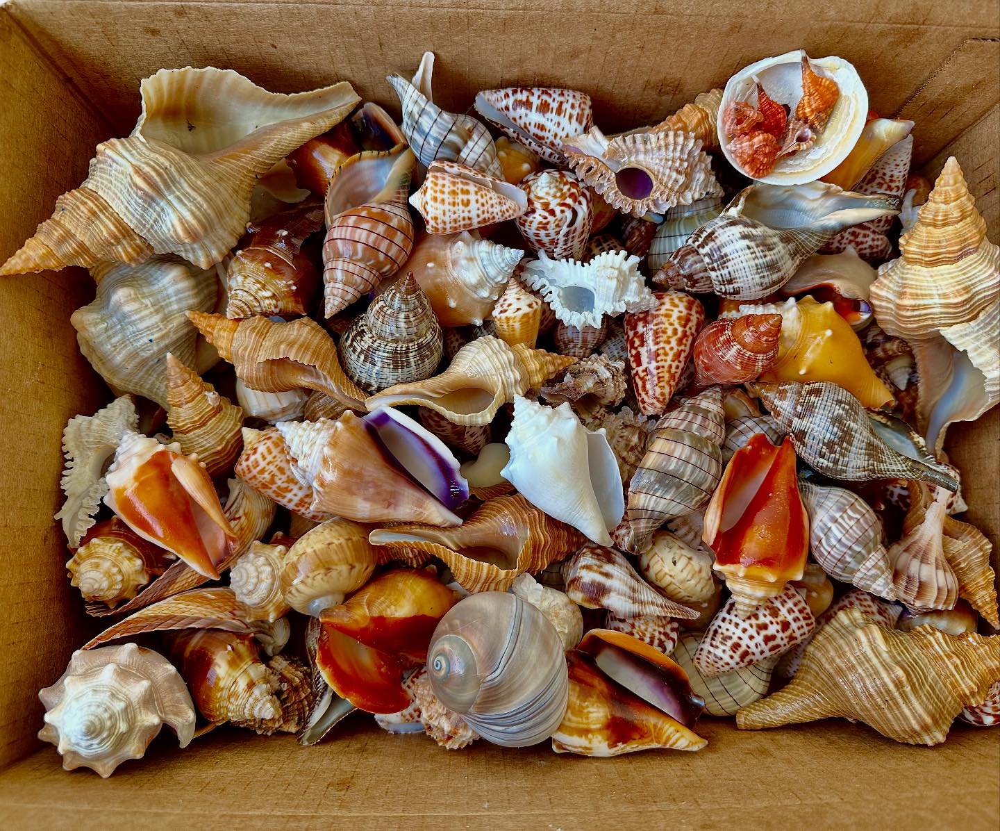 Shelling - A sweet little box of goodies from the 10k islands. 🤩 - - # ...