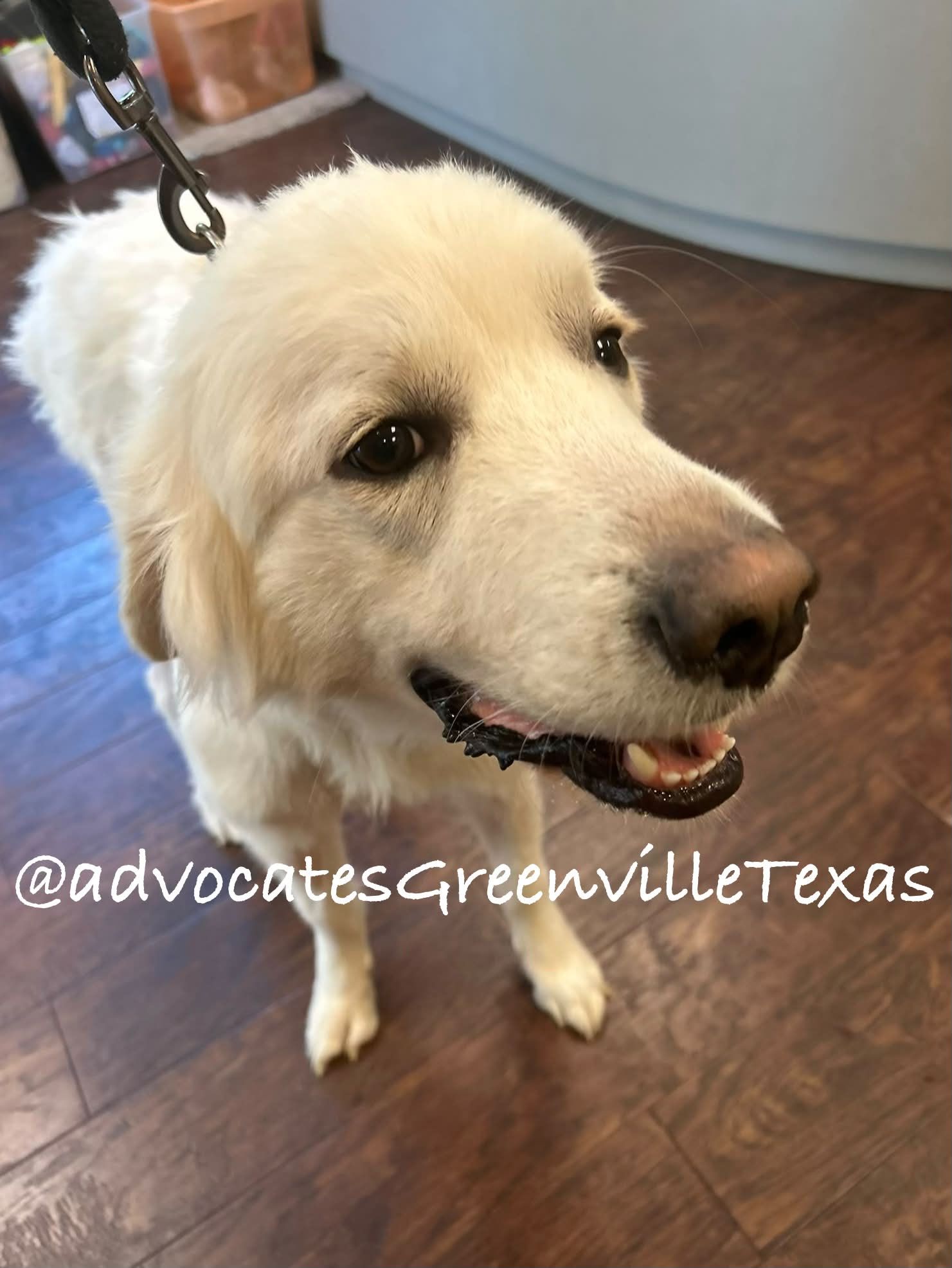 Advocates - GREENVILLE, TEXAS—Meet 1 year old Clark (26958) in