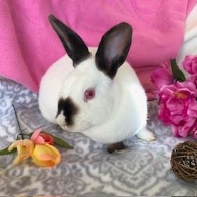 RabbitEARS - 💕Meet Jade! 🫶 Oakland, CA This young sweet... | Facebook