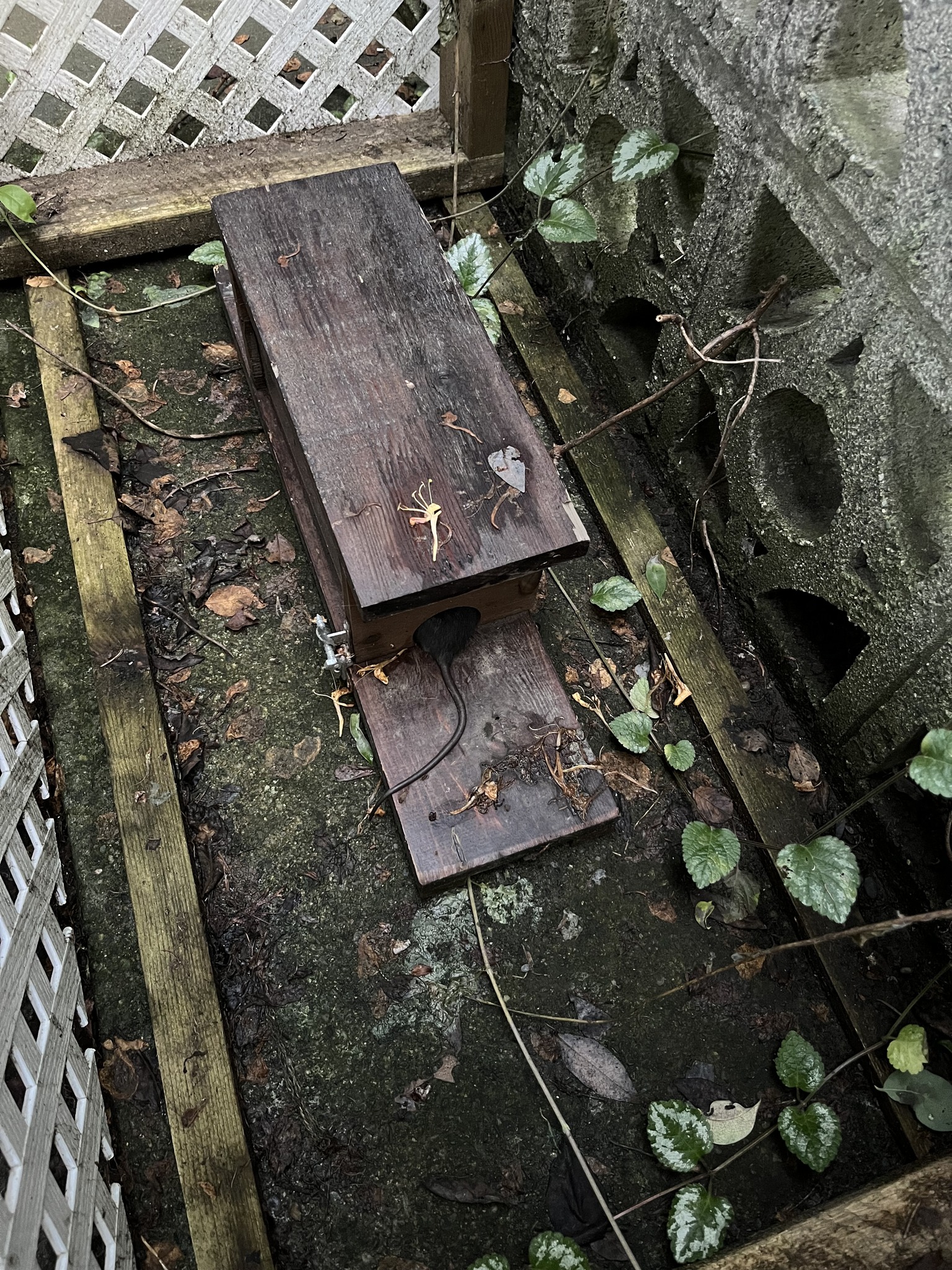 Chilliwack a Rat | Chilliwack BC