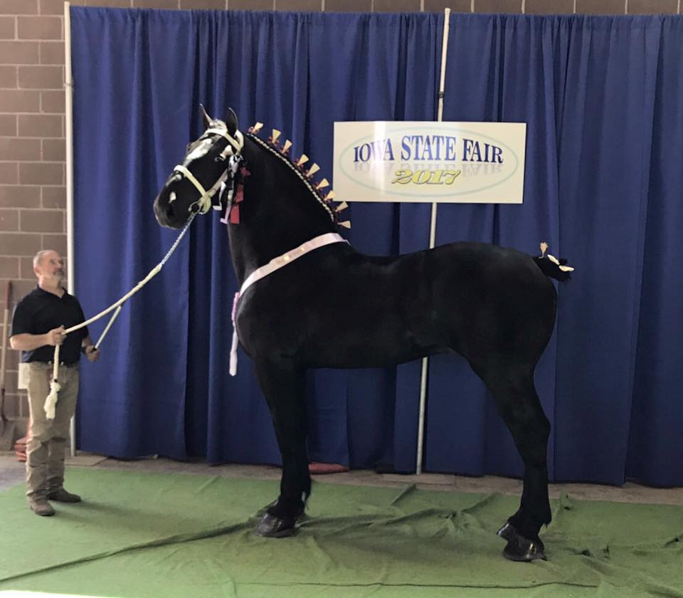 The 2024-2025 Percheron Horse Association of America Premier Sire