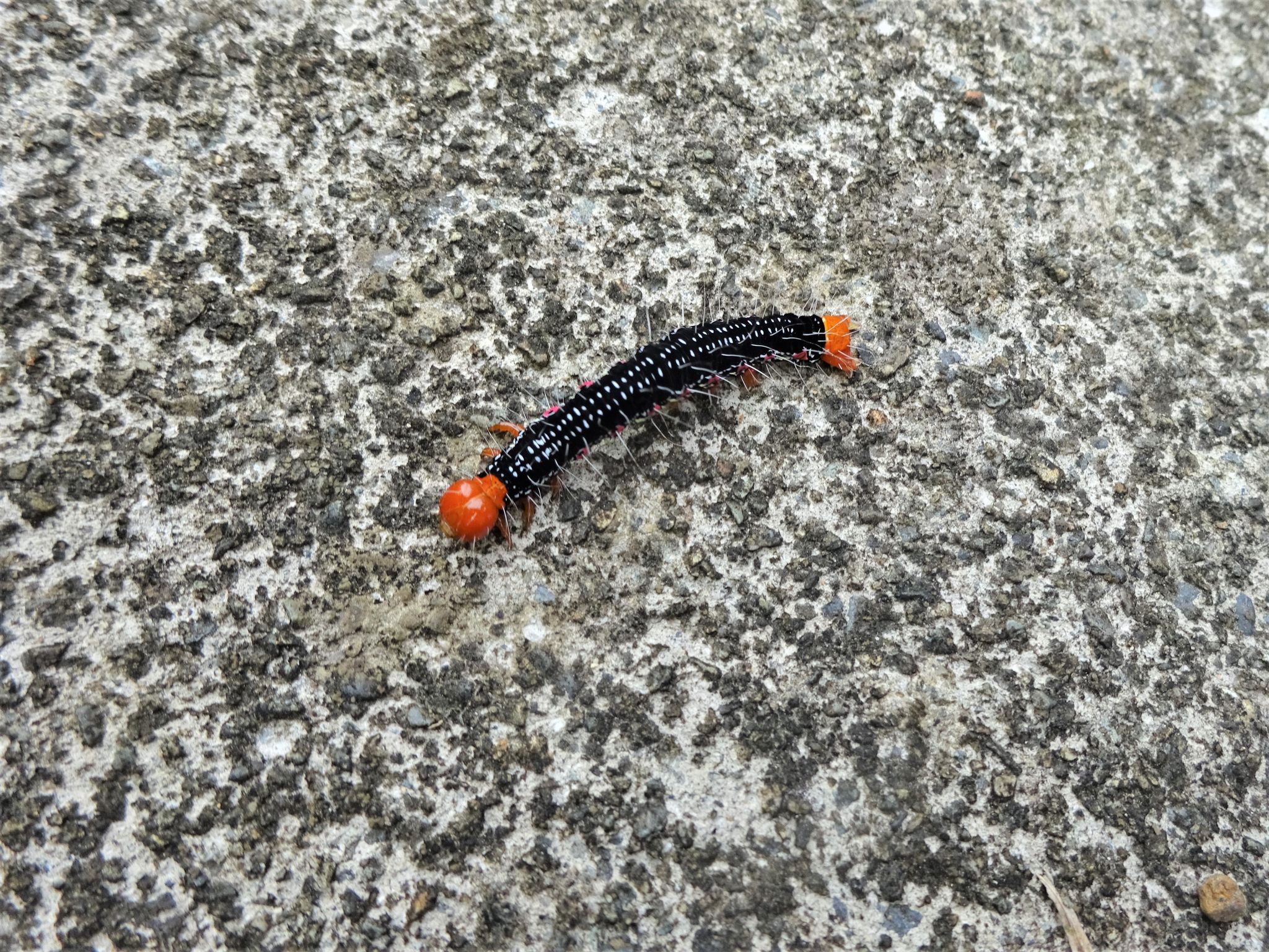 毛虫 オレンジ 黒