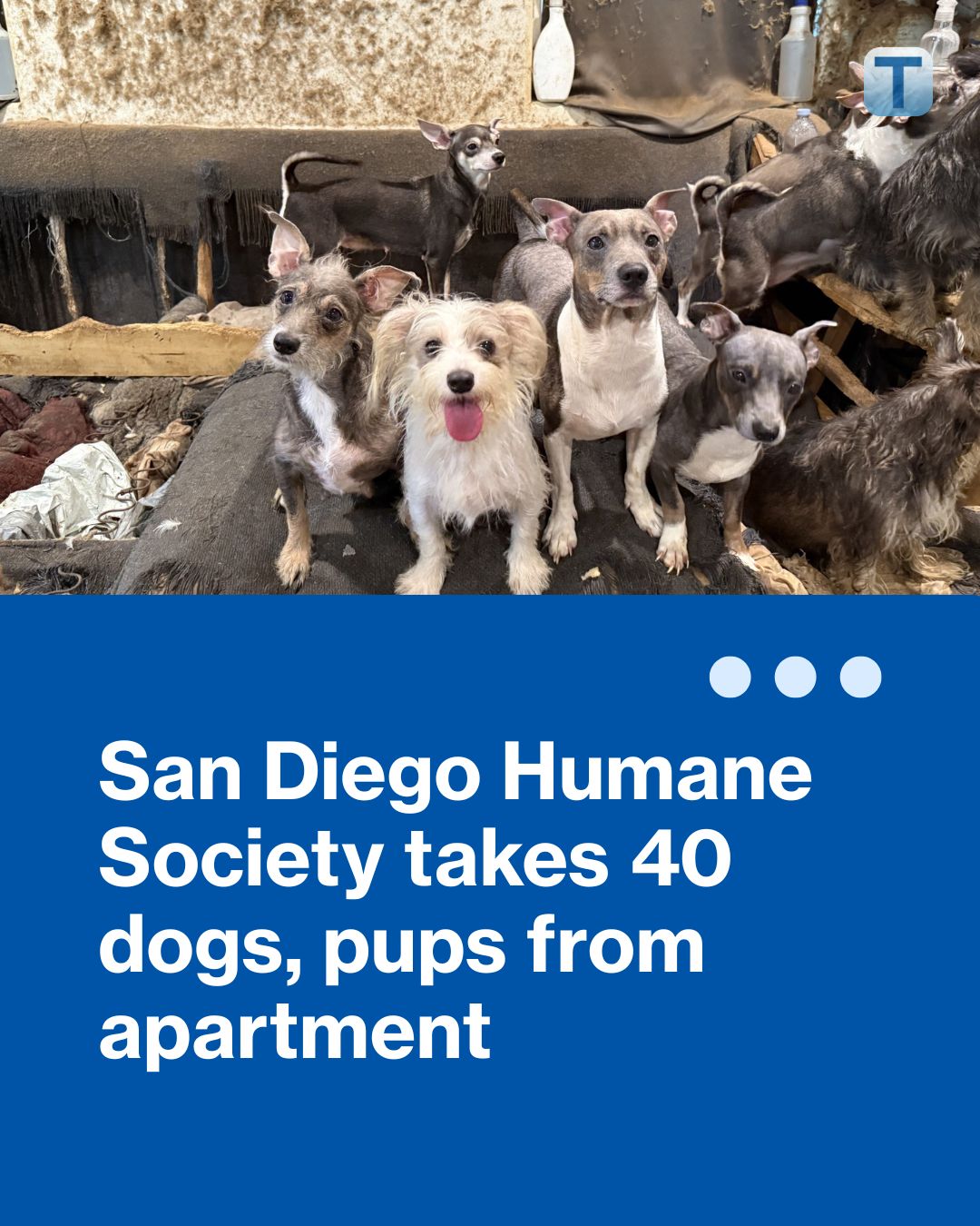 Times - Dozens of dogs and puppies that law enforcement officers ...