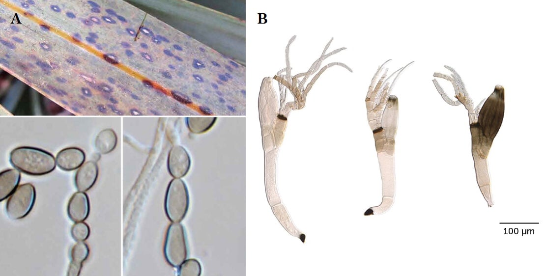 Cienciorama - #NoticiasCienciorama Dos nuevas especies de...