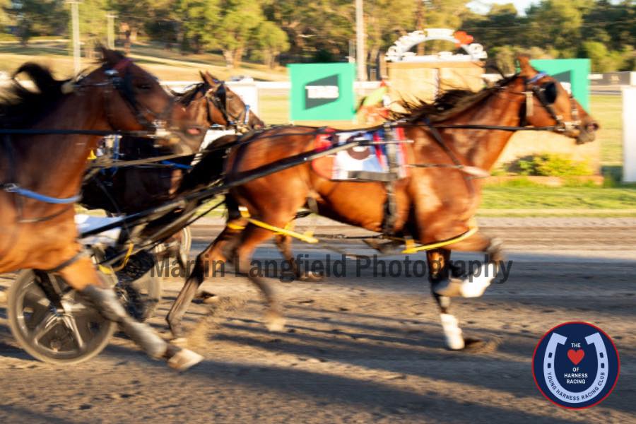 Young Harness Racing | Young NSW