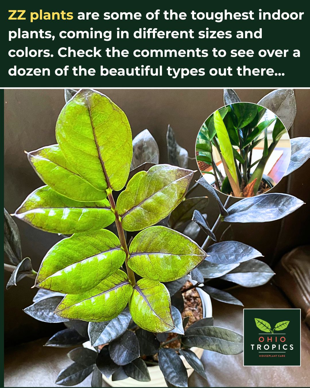 Ohio Tropics Houseplant and Garden Care