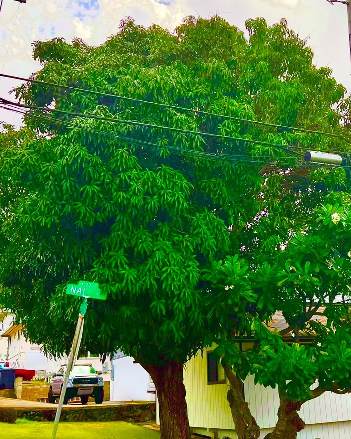 Tukula Trees, Inc. | Honolulu HI