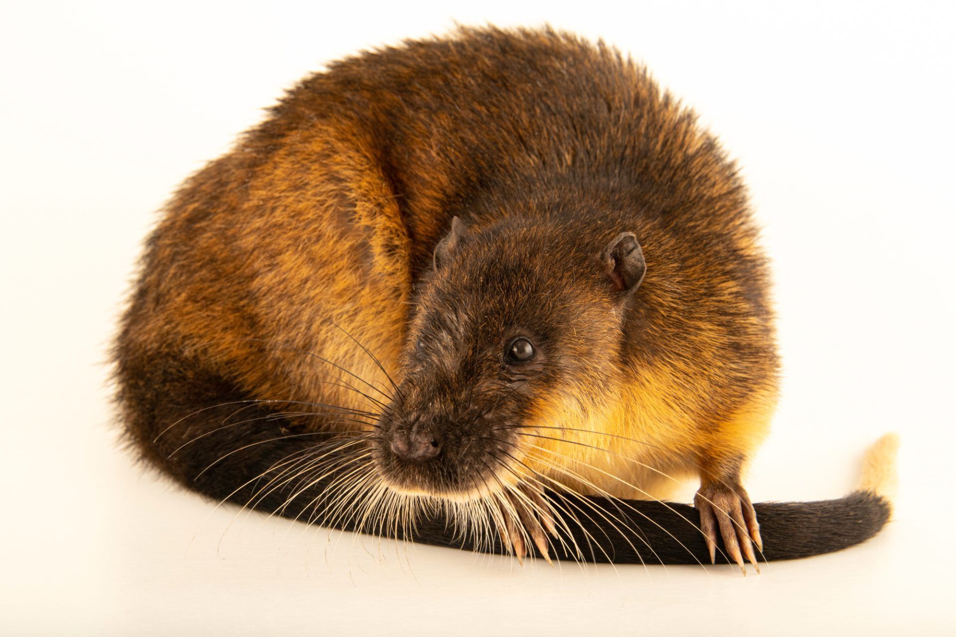 Known as the rakali or rabe,... - Joel Sartore, Photographer | Facebook