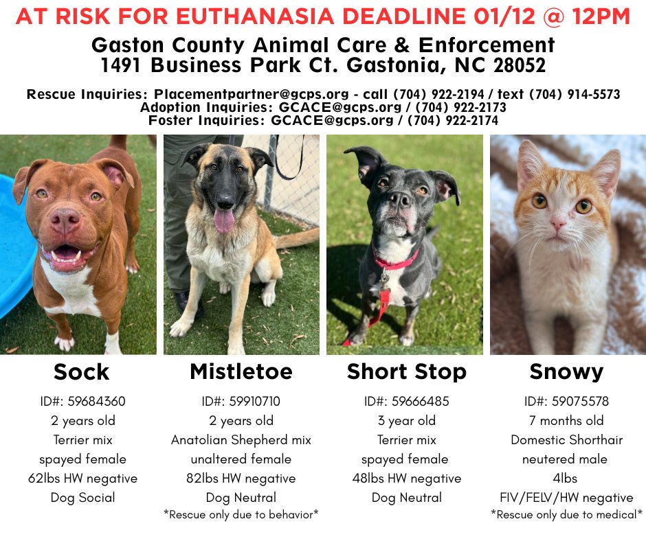 GCACE Pets Seeking Rescue | Gastonia NC