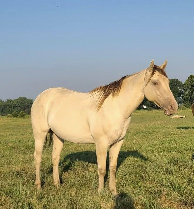 GolDun... - GolDun Ridge Ranch - Foundation Quarter Horses