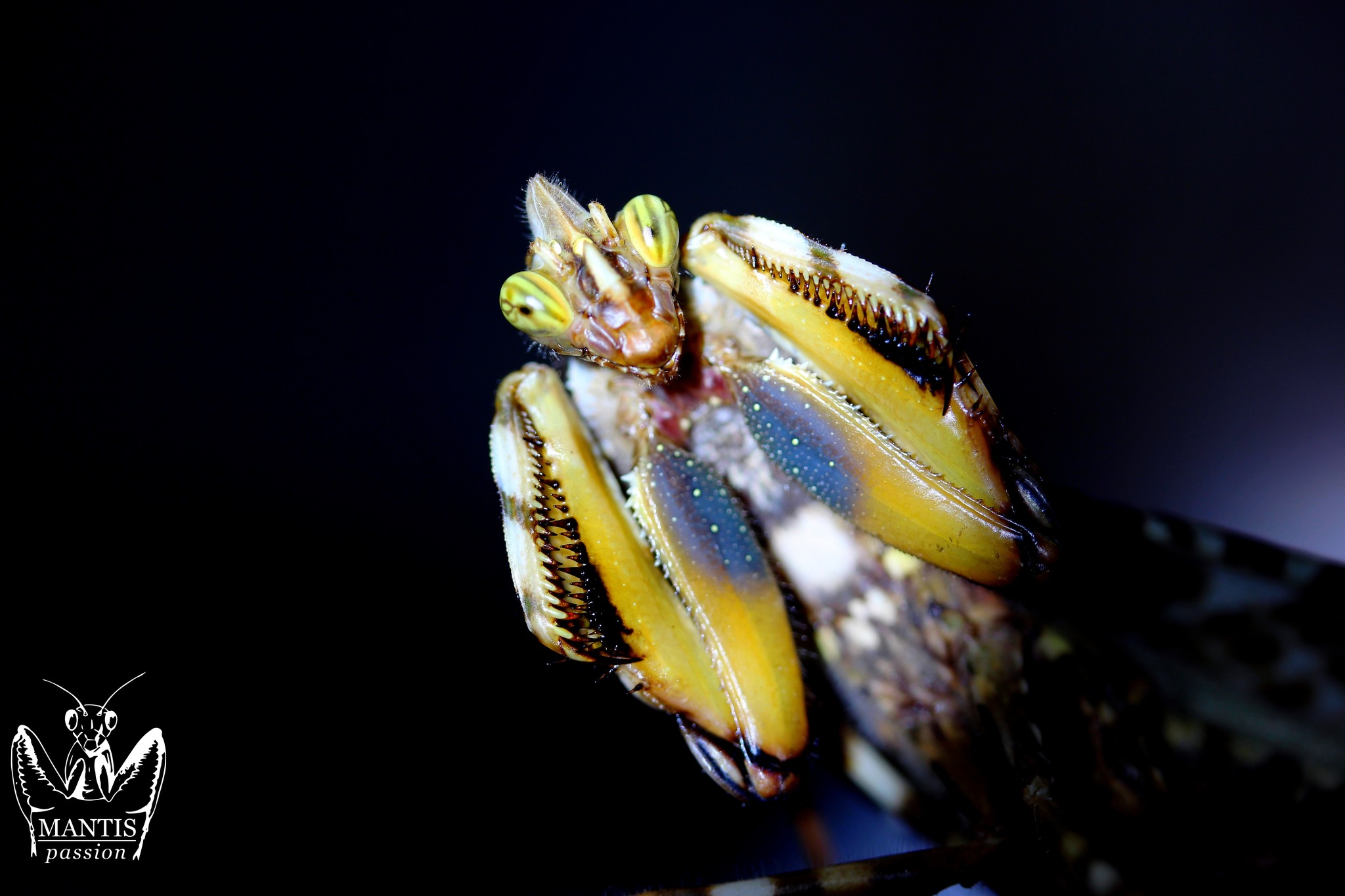 Mantis - Stagmatoptera supplicaria sub adult male, they can get such ...