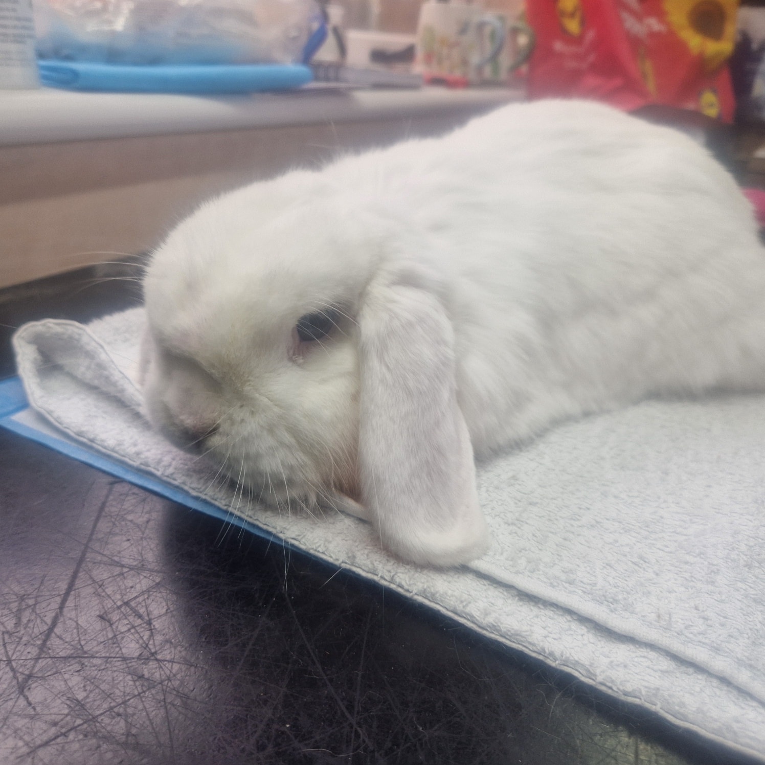 Binky - 🐰 Meet Coco 💚 Coco was snapped during his groom, looking ...