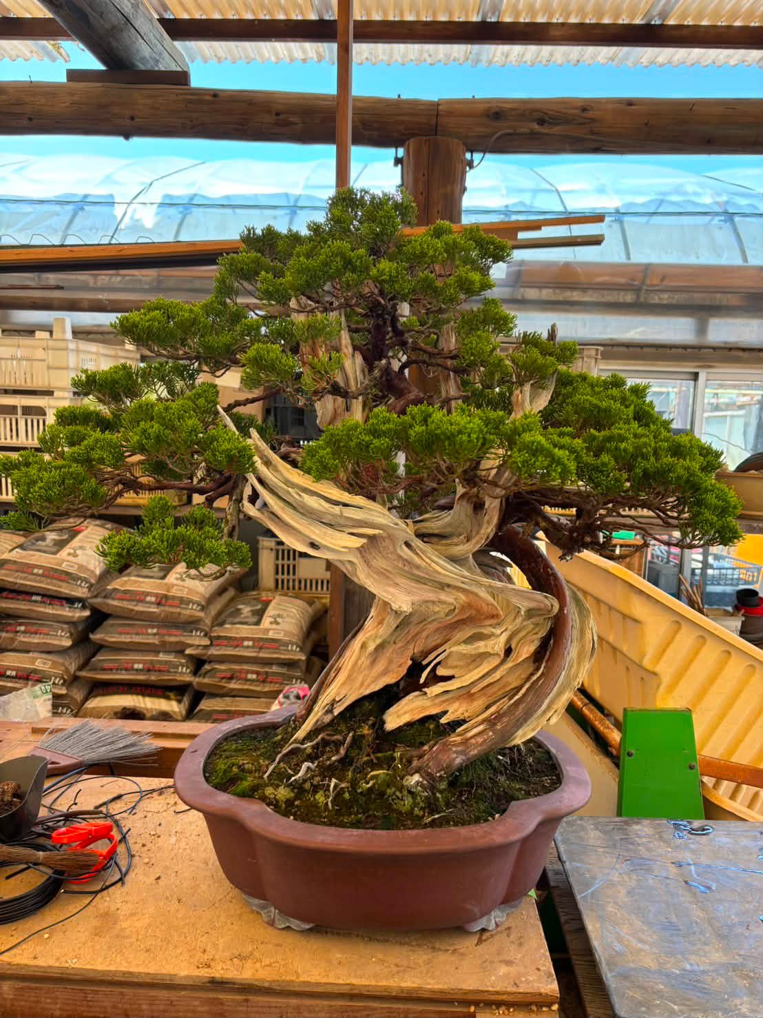日本盆栽協同組合 Japan Bonsai Growers Cooperative | Taito-ku Tokyo