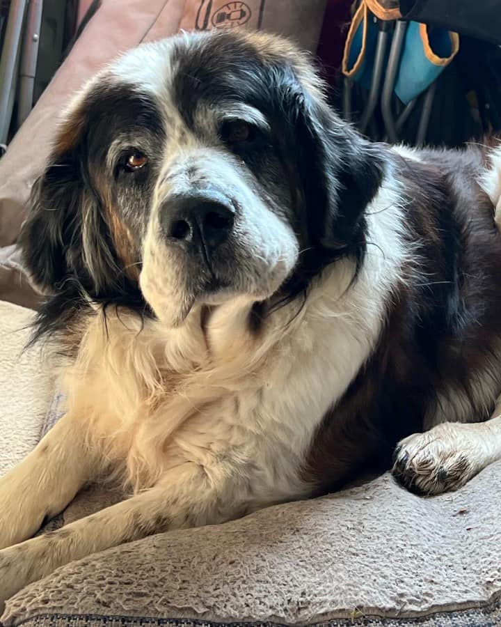 Used St Bernard floofie for sale