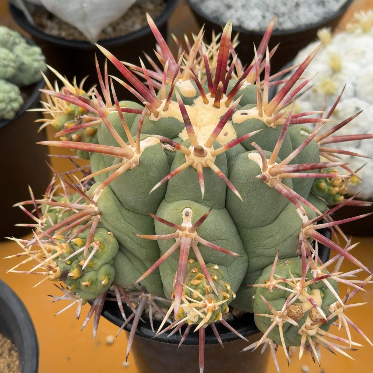多肉植物&サボテン販売～pico庵～ - #サボテン #フェロカクタス #王冠