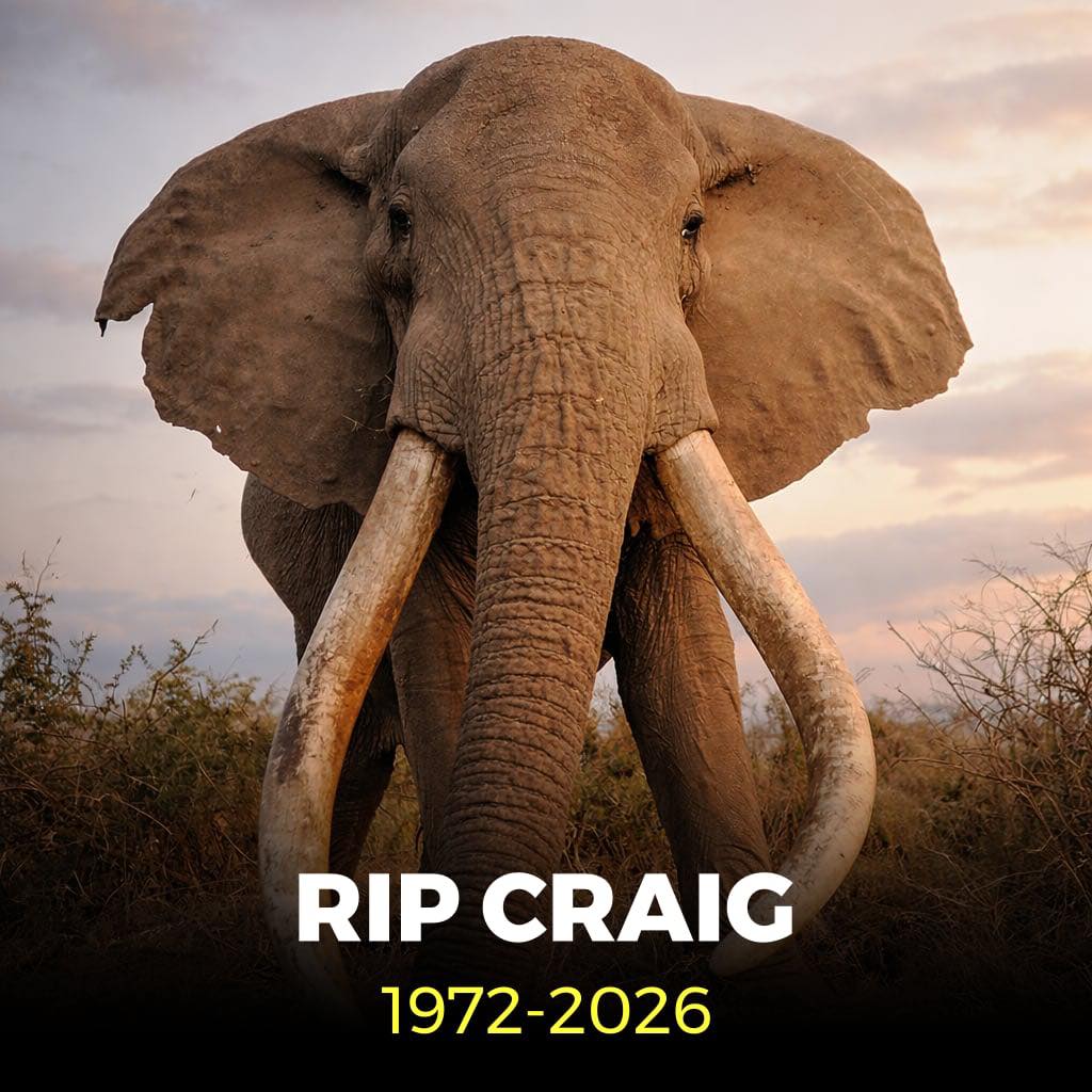 In Memory of Craig 🐘💛 Today, the... - Saints of Sarcasm | Facebook