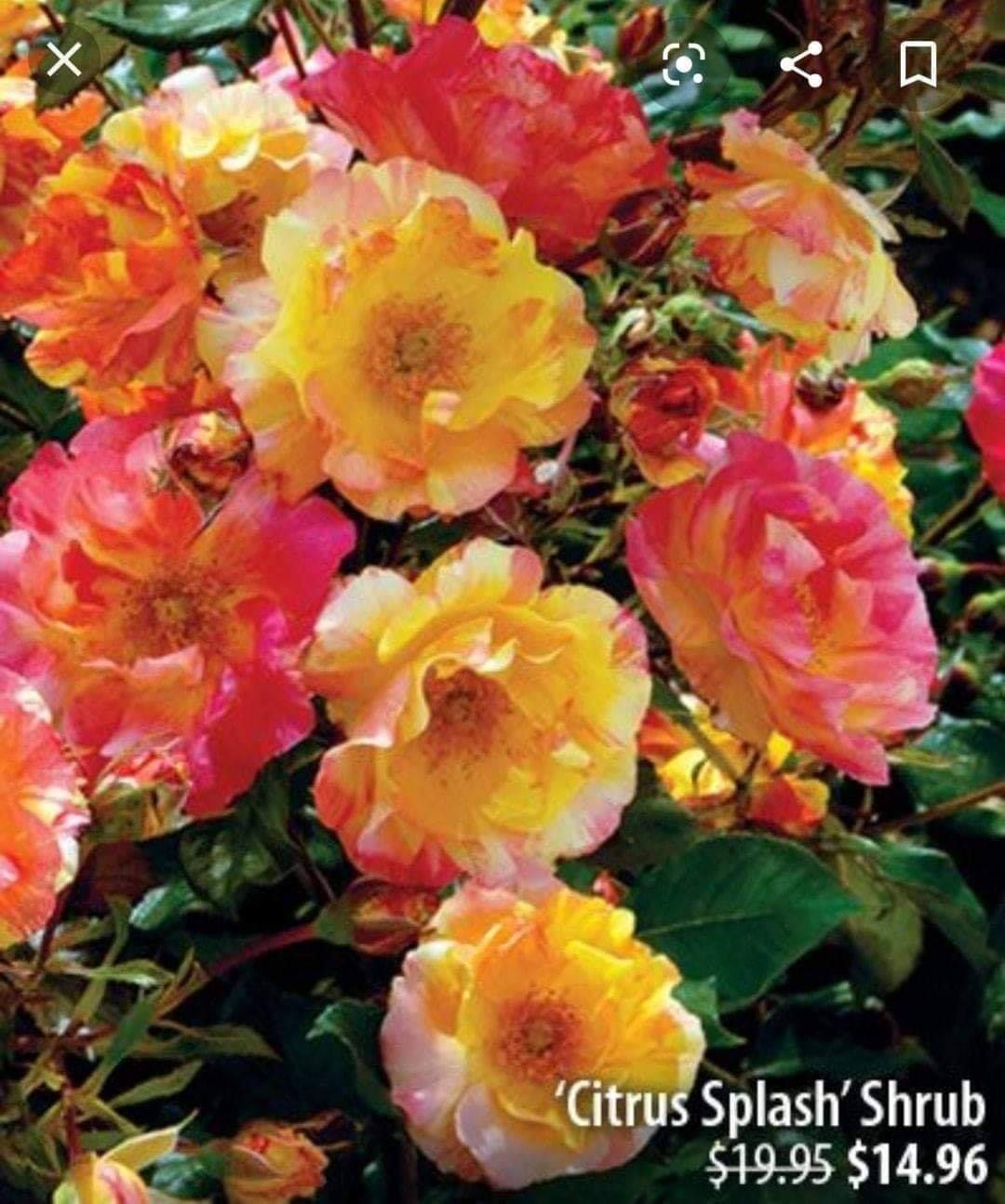 citrus splash rose... - บ้านสวนกุหลาบ by นุช | Facebook