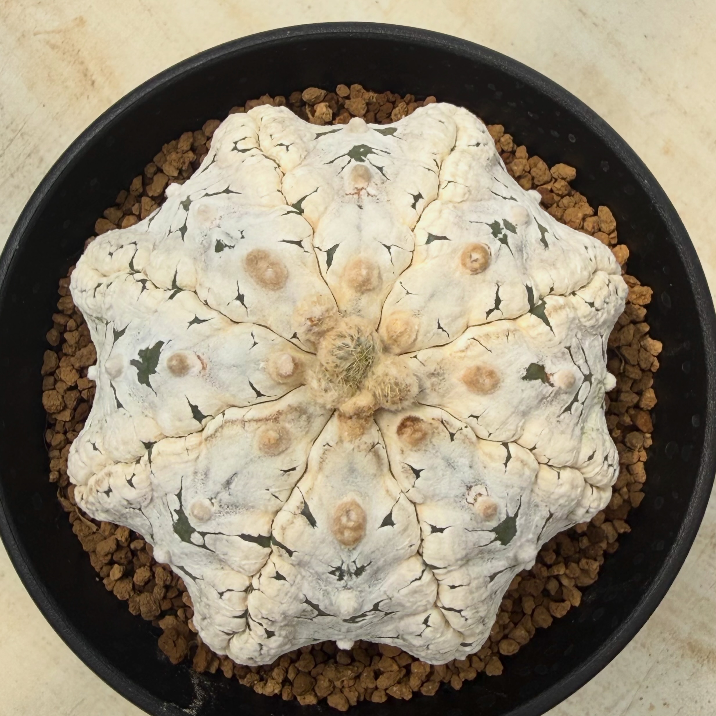 ユーフォルビア ポンデローサ 実生 Euphorbia ponderosa 接木で作