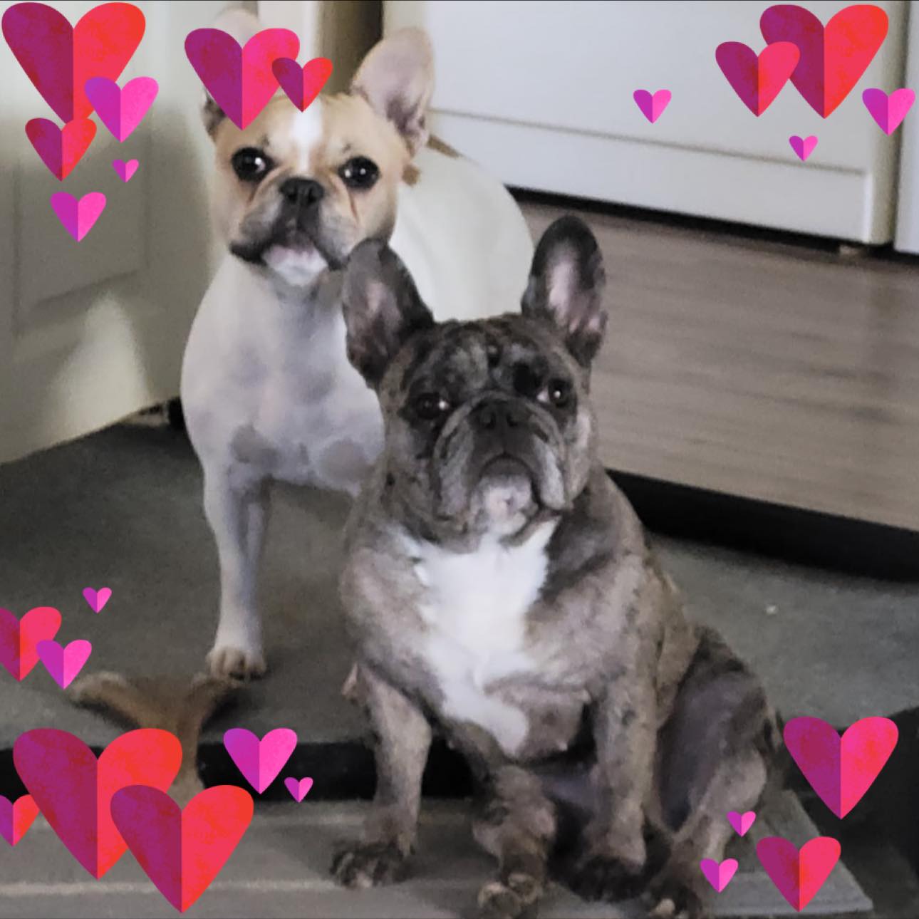 🌸 Spring Cleaning Special! 🐾 Give... - Nudles on the Growl | Facebook