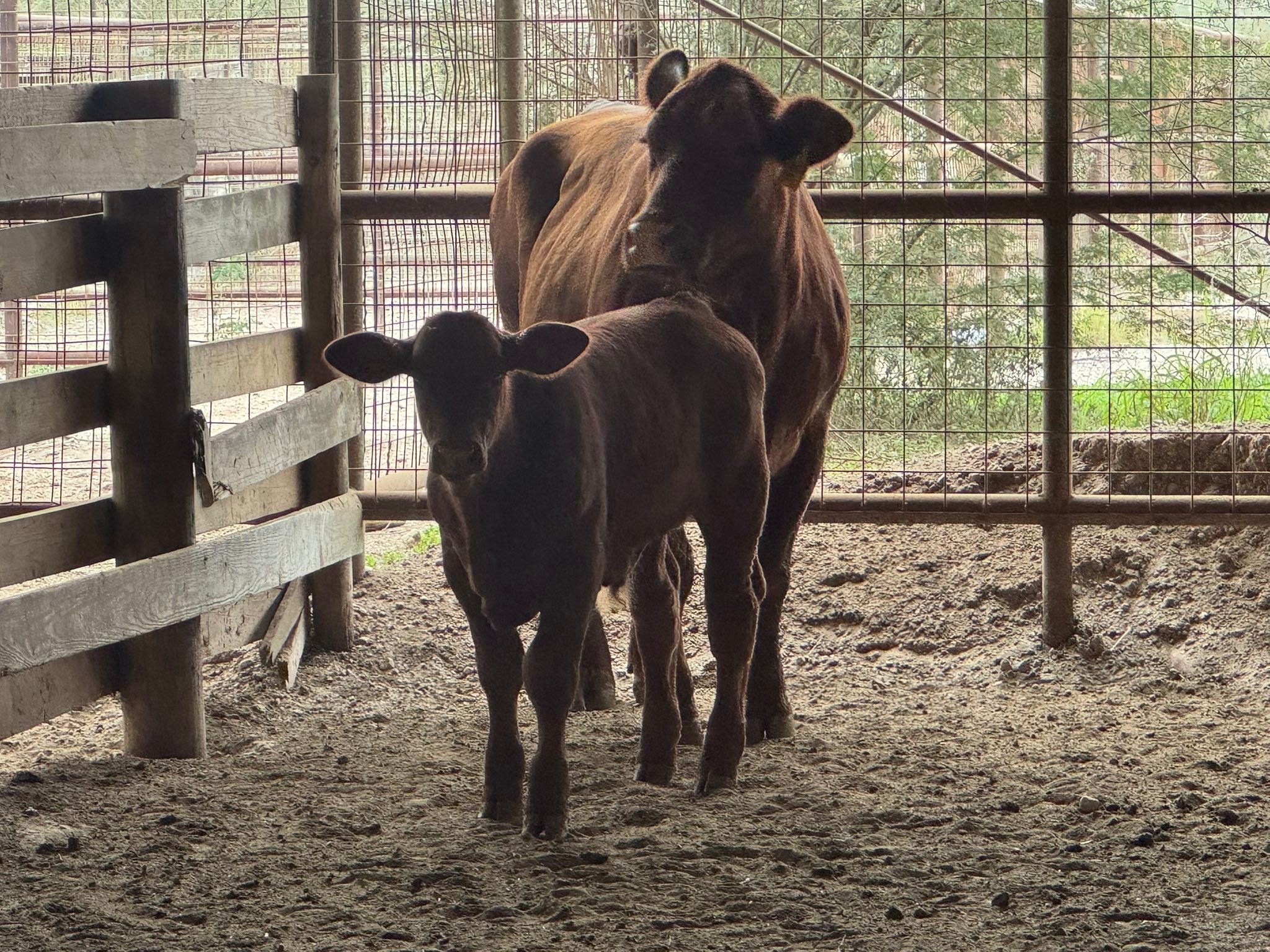 Gulf Coast Livestock... - Gulf Coast Livestock Auction LLC