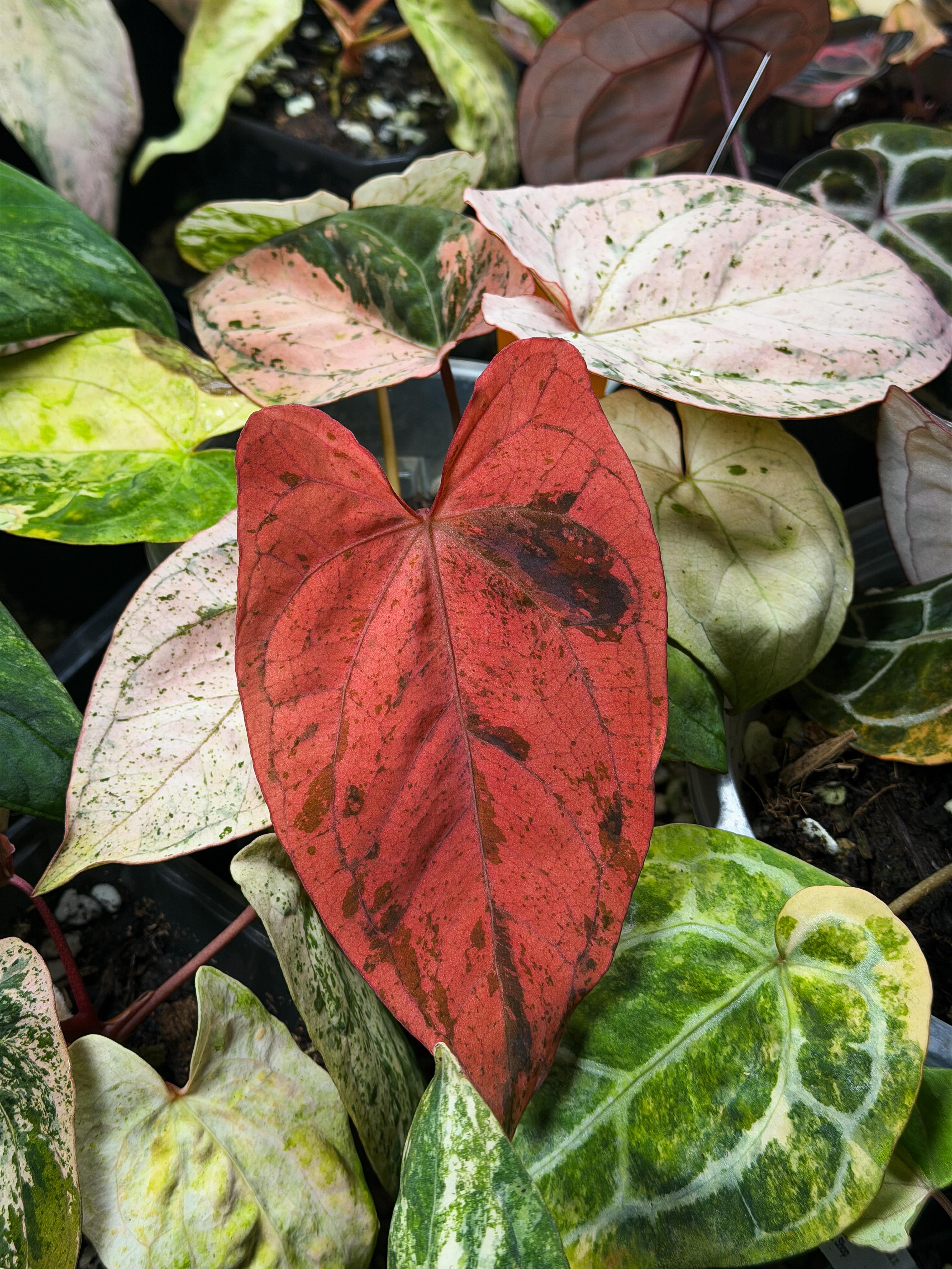 Magic - My selected breeding Anthurium antolakii (BVEP) Tezula x