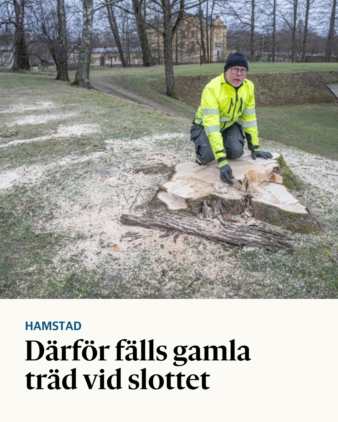 Hallandsposten - Två lönnar och tre hästkastanjer har sågats ner och ...