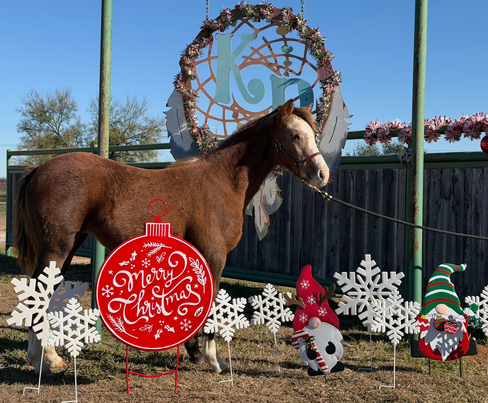Kickapoo Ponies Texas added a new... - Kickapoo Ponies Texas
