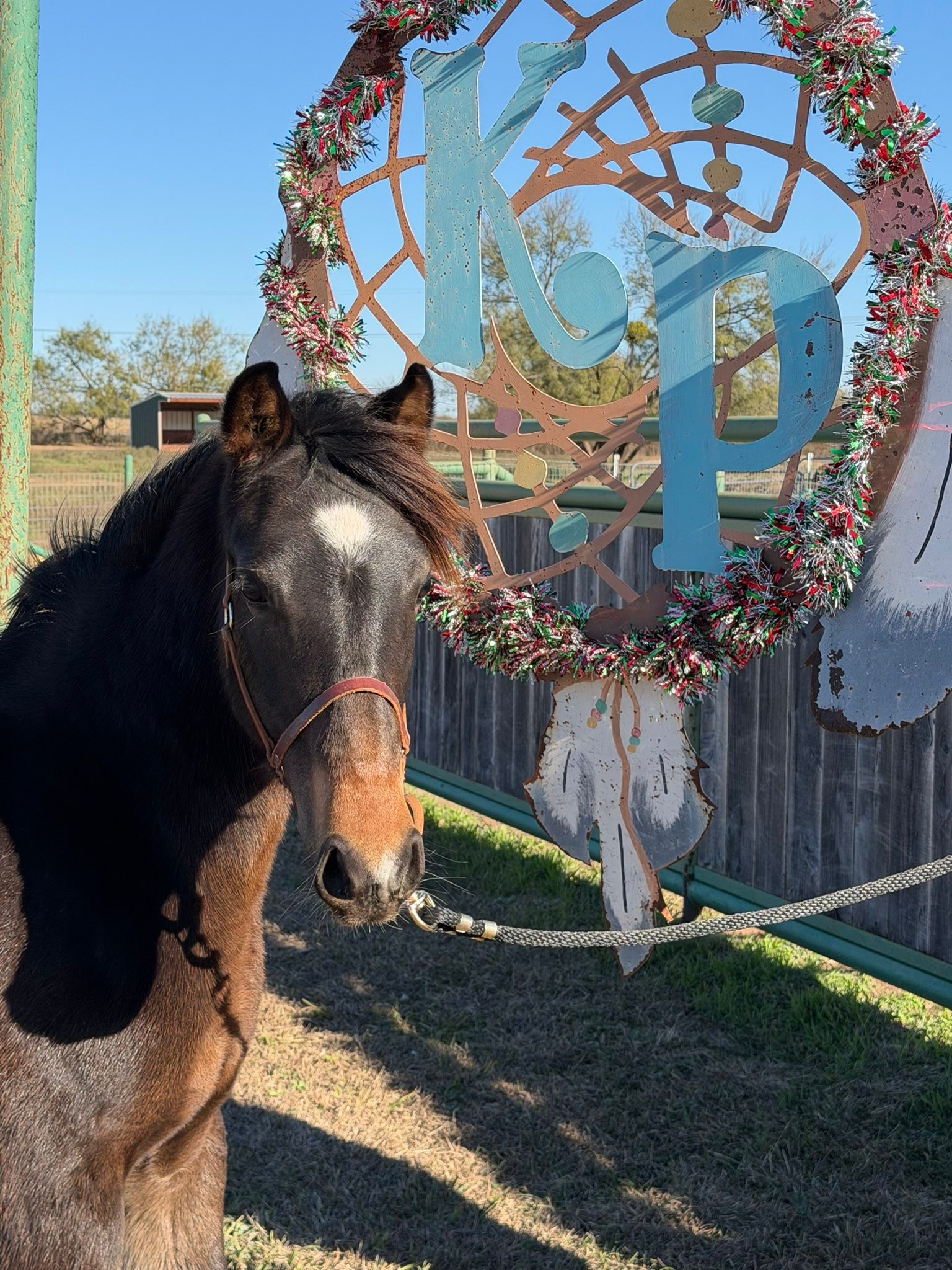 Kickapoo Ponies Texas added a new... - Kickapoo Ponies Texas