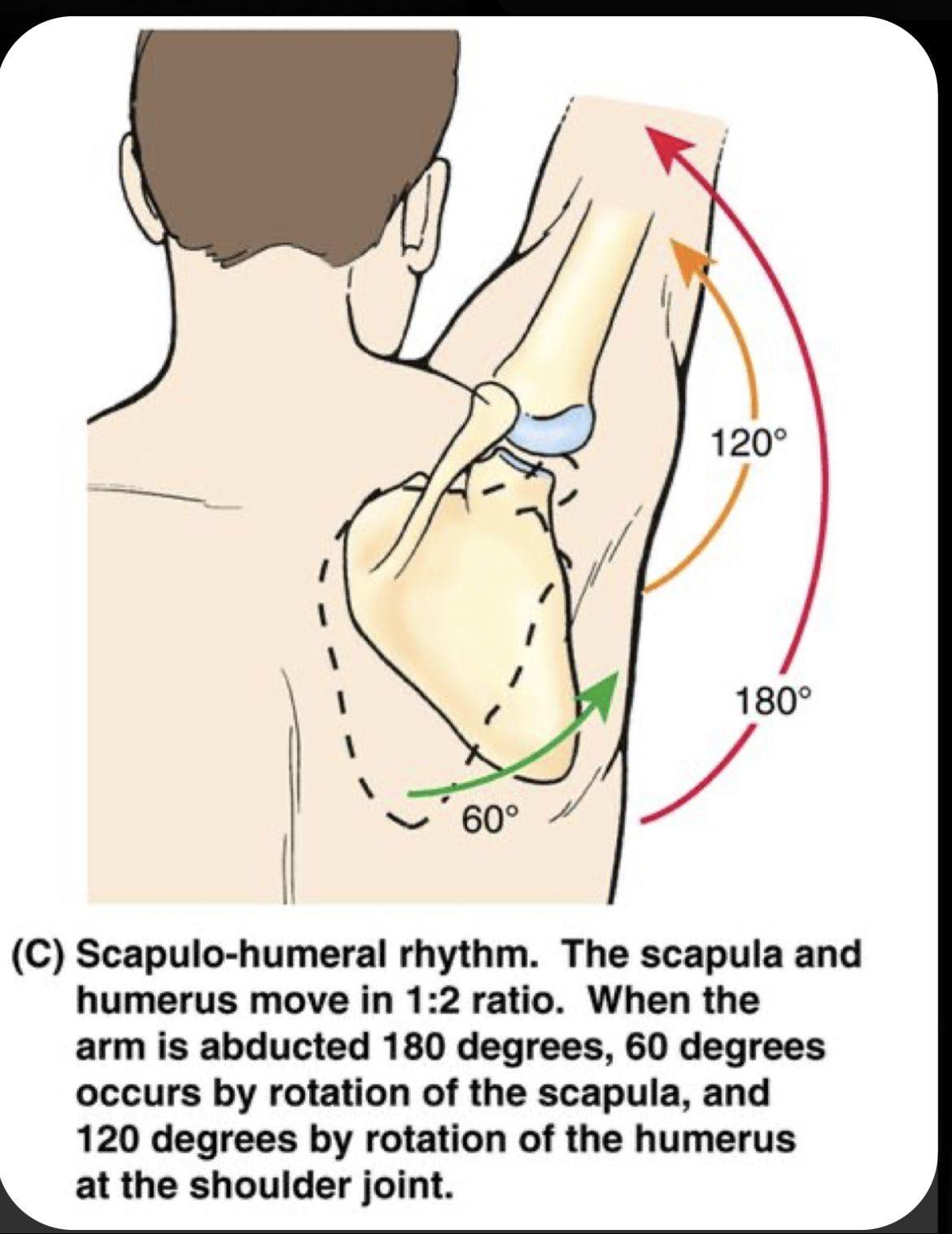 Dr. Muhammed - Scapulo-humeral rhythm ️ #fblifestyle | Facebook